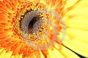 Eye of the Gerbera