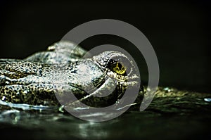 Eye of Gharial - Gavialis gangeticus, green filter