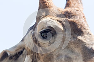 Eye giraffe