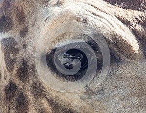 Eye giraffe