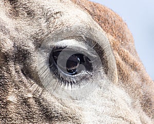 Eye giraffe