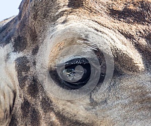 Eye giraffe