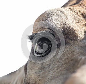 Eye giraffe
