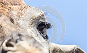 Eye giraffe