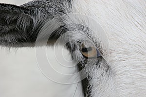 Eye of the Goat