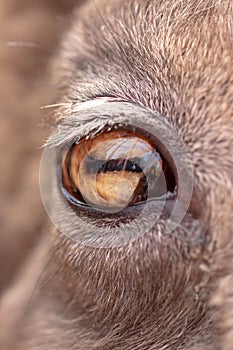 The eye of a goat