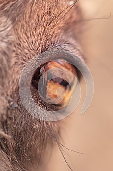 The eye of a goat
