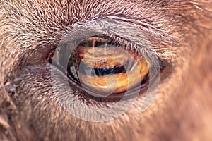 The eye of a goat