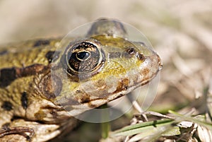 Eye of a green frog