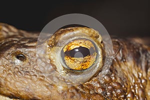 Eye of ground toad