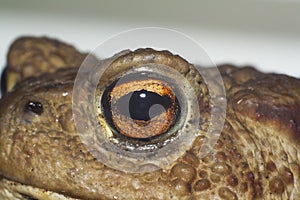 Eye of ground toad