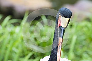 Eye and head of saddle-billed Stork closeup photo