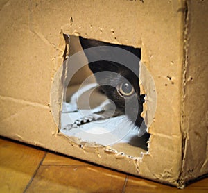 The eye of the hiden cat