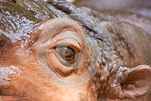 An eye of a hippopotamus