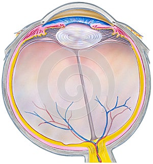 Eye - Horizontal Section