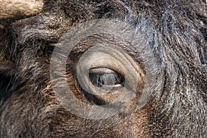 Eye and horn of yak