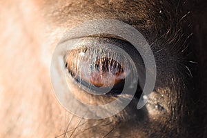 The eye of the horse