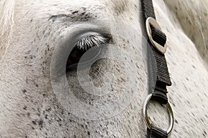 Eye of horse.