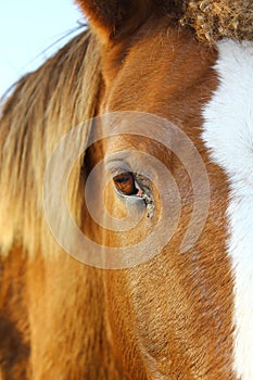 Eye horse