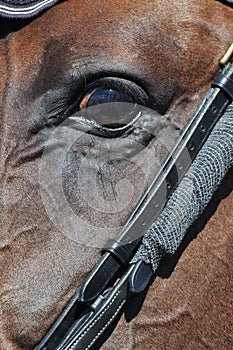 Eye of a horse