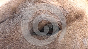 Eye horse