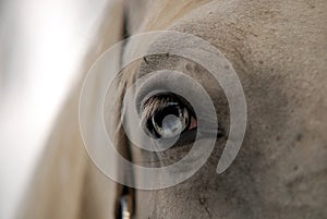 Eye Horse