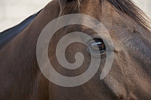 Eye of horse