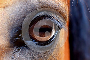 Eye of Horse