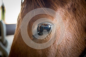 Eye of a horse