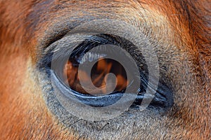 Eye of Horse, Fire