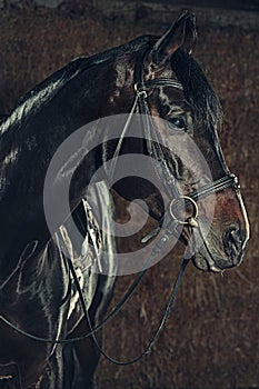 Eye, horse`s muzzle as a background, backdrop or wallpaper.