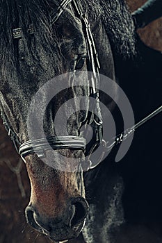 Eye, horse`s muzzle as a background, backdrop or wallpaper.