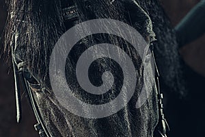 Eye, horse`s muzzle as a background, backdrop or wallpaper.