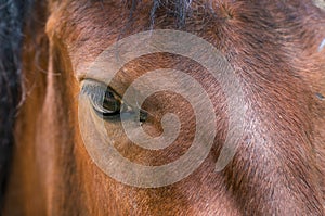 Eye, horse`s muzzle as a background, backdrop or wallpaper. Shooting close-up