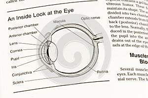 Eye human anatomy pupil cornea macula optic nerve view photo