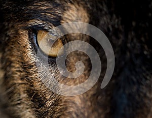 Eye of iberian wolf Canis lupus signatus