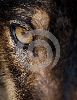 Eye of iberian wolf Canis lupus signatus