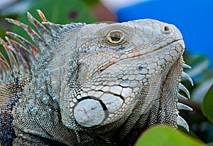 Eye of Iguana