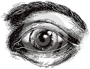 Eye illustration