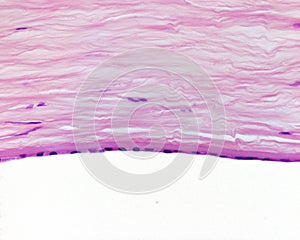 Eye. Inner layers of cornea