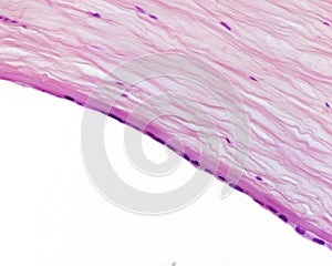 Eye. Inner layers of cornea photo