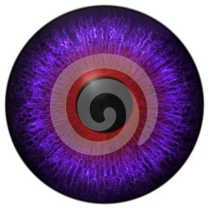 Eye iris generated hires texture