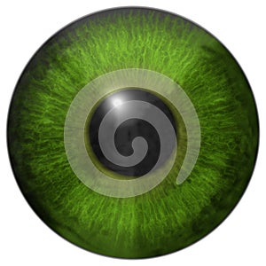 Eye iris generated hires texture