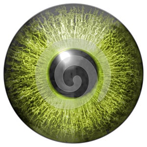 Eye iris generated hires texture photo