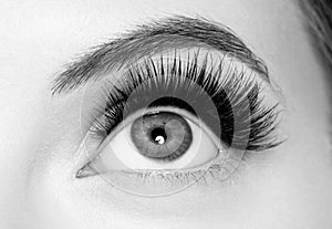 Eye lashes, lash extension woman lashes close up macro monochrome