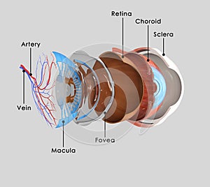 Eye layers photo