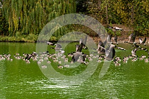 Eye level photograph of a flock of Canada goose Branta canadensis, Canada geese in flight over a lake