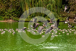 Eye level photograph of a flock of Canada goose Branta canadensis, Canada geese in flight over a lake
