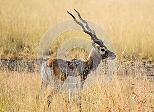 Eye-level shot of an amazing long-horned antelope in Velavadar National Park, Gujarat