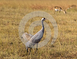 Eye-level shot of a Common crane bird in a Velavadar National Park, Gujarat